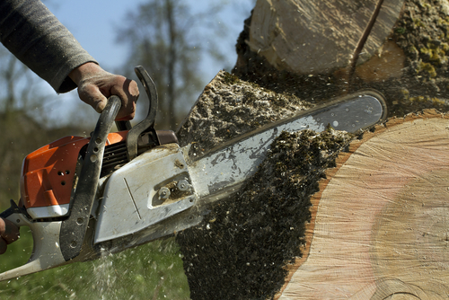 Arborist